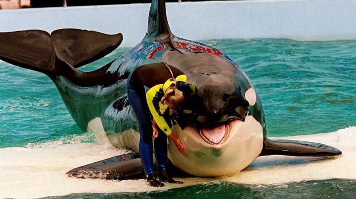 Lolita, la orca cautiva en un acuario de Miami, volverá a su hábitat natural
