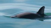 México intenta evitar sanciones por situación de la vaquita marina