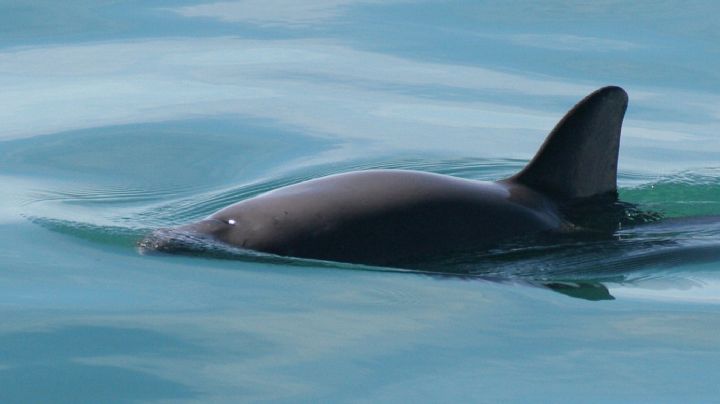 México intenta evitar sanciones por situación de la vaquita marina
