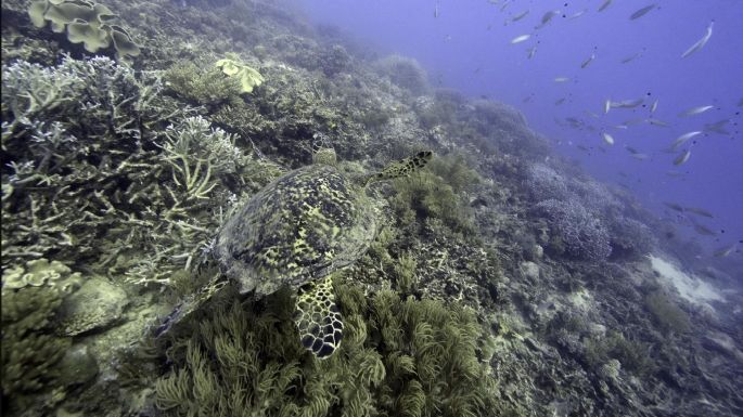 Naciones Unidas acuerda tratado unificado para proteger biodiversidad marina