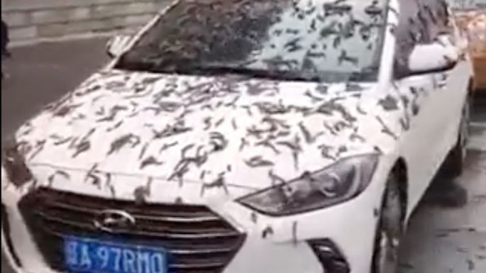 "Lluvia de gusanos" causa conmoción en China: esto es lo que se sabe (Video)