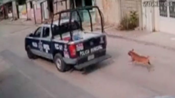 Policías de Tuxtla Gutiérrez detienen a taxista que los grabó maltratando a un perro (Video)