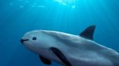 Convención internacional aprueba plan de México para proteger la vaquita marina
