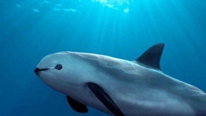 Convención internacional aprueba plan de México para proteger la vaquita marina