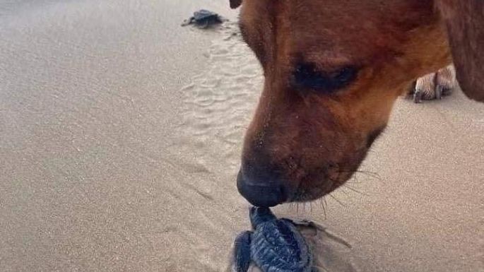 “Solovino”, el perro que protege a las tortugas para que lleguen al mar