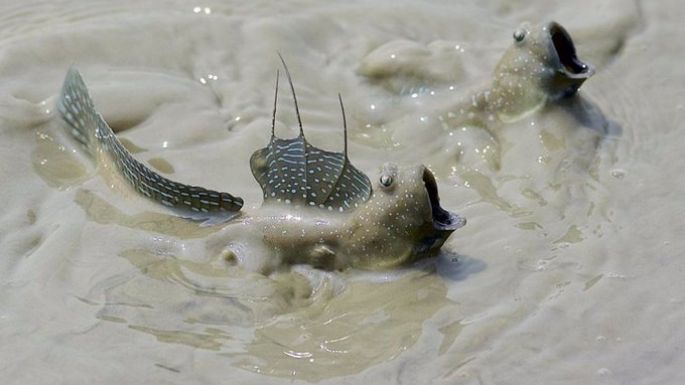 Un pez que parpadea da pistas de cómo la vida salió del agua