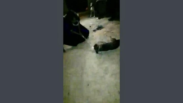 Matan a garrotazos a dos perros en Chiapas; pensaban que tenían rabia (video)