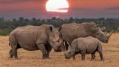 La mayor granja de rinocerontes del mundo será subastada por esta razón