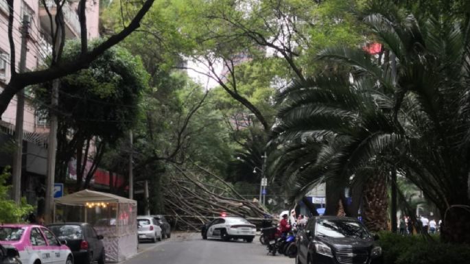 El viento derriba un árbol en Polanco; daña cables, un puesto y un auto