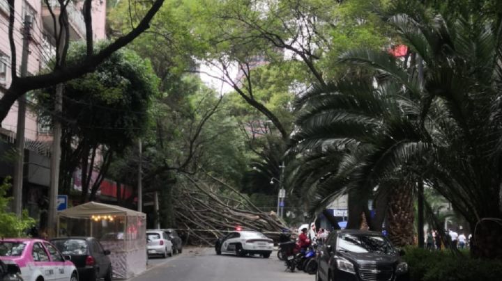 El viento derriba un árbol en Polanco; daña cables, un puesto y un auto