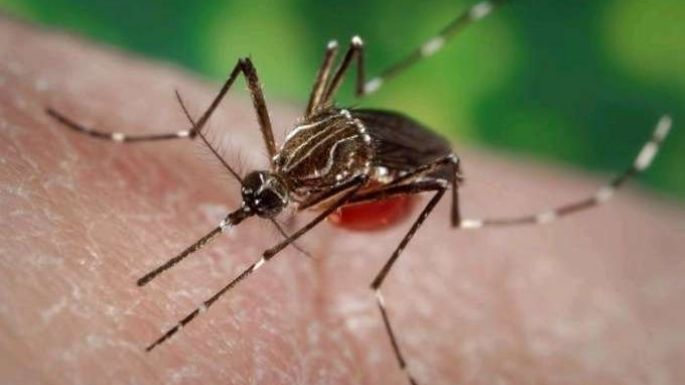 La OMS alerta por casos de dengue, zika y chikungunya en Europa