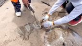 Caso de rayas mutiladas en Sonora: FGR abre carpeta y hallan ejemplares muertos en la playa