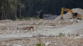Video de un ciervo en obras del Tren Maya aviva debate sobre su construcción