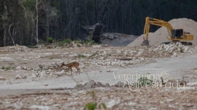 Video de un ciervo en obras del Tren Maya aviva debate sobre su construcción