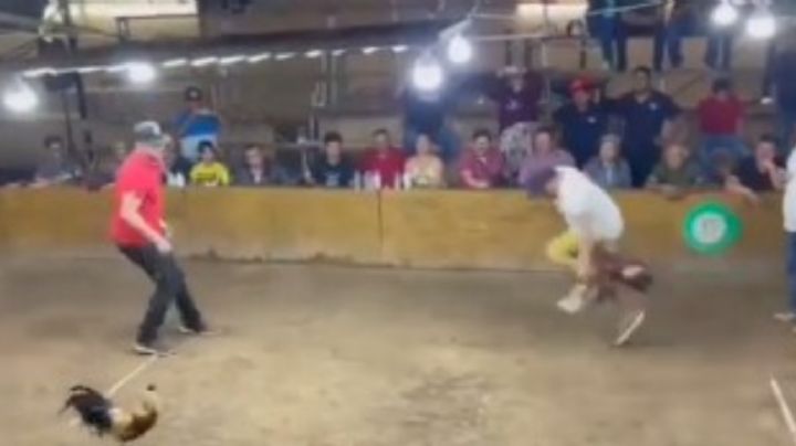 Gallo se lanza contra su dueño durante una pelea en palenque de Colima (Video)