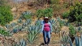 Guerrero: Las maestras del mezcal claman por ayuda