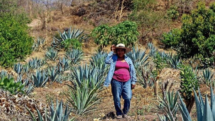 Guerrero: Las maestras del mezcal claman por ayuda