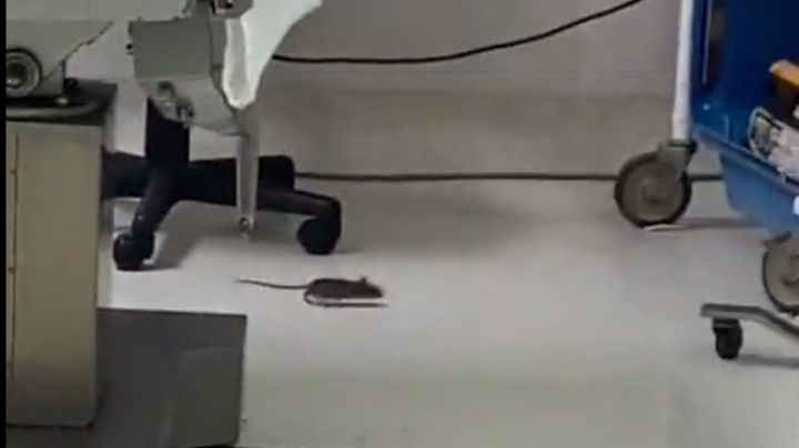 Van al quirófano en el ISSSTE y se encuentran una rata (Video)