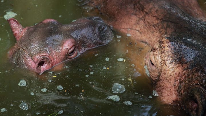 Un hipopótamo embiste y vuelca una canoa; hay un niño muerto y 23 desaparecidos