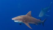 Dos pescadores reciben mordidas de tiburones en lapso de 36 horas
