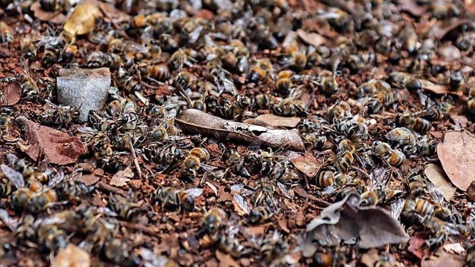 Mortandad apícola en Campeche, desastre biocultural