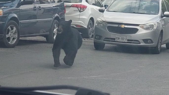 Oso sorprende a vecinos de Monterrey; así corrió por las calles entre los autos (Video)