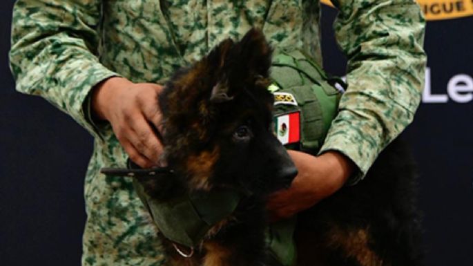 Así nombraron al cachorro rescatista que Turquía donó a México en honor a Proteo