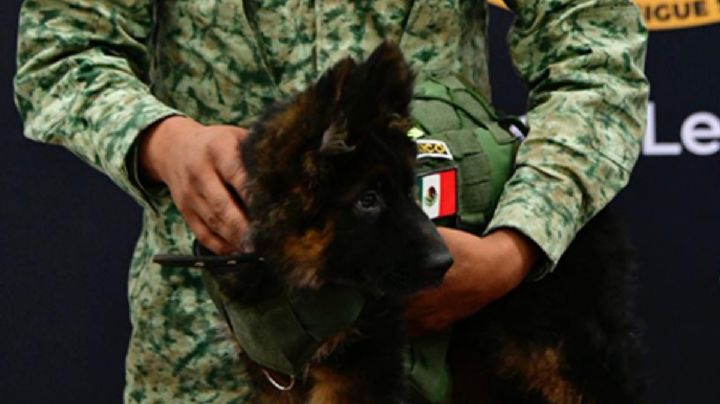 Así nombraron al cachorro rescatista que Turquía donó a México en honor a Proteo