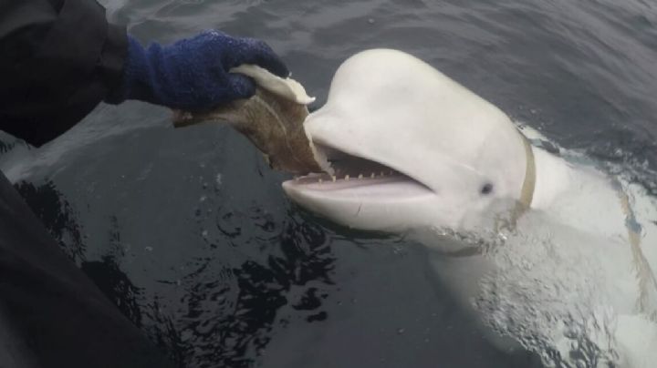 Noruega avista una beluga con arnés aparentemente ruso nadando hacia Suecia