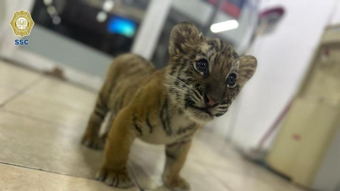 Detienen a sujeto que llevaba un cachorro de tigre en la Gustavo A. Madero