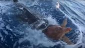 Falso, el video de un tiburón que "ayuda" a una tortuga a llegar con humanos