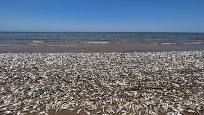 Esta es la razón por la cual aparecieron decenas de miles de peces muertos en playa de Texas