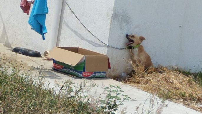 Perro murió bajo el sol y amarrado a un tubo en Umán, Yucatán; fiscalía investiga