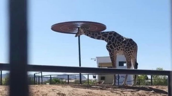 La jirafa Benito, sin sombra en plena ola de calor en Ciudad Juárez; piden donarla a EU