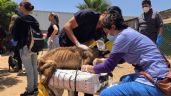 Clausuran albergue en Ensenada que tenía más de 300 perros hacinados y tres fosas con cadáveres (videos)