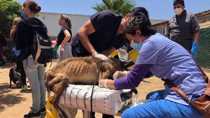 Clausuran albergue en Ensenada que tenía más de 300 perros hacinados y tres fosas con cadáveres (videos)