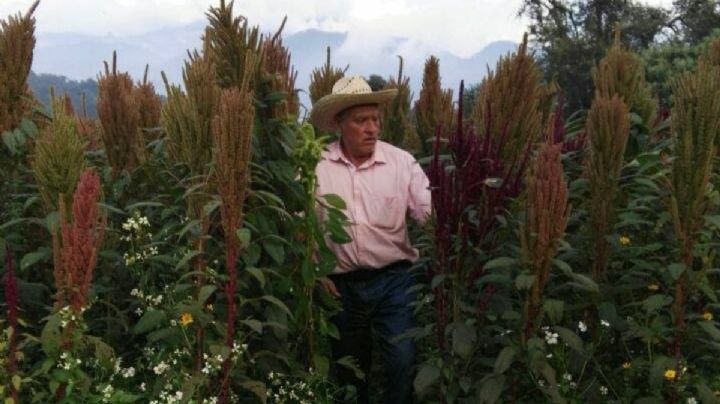 Matan a dos investigadores agroambientalistas en Tlalmanalco, Edomex