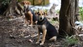 Tribunal reconoce familia multiespecie: perros y gatos son parte de la familia y no propiedad