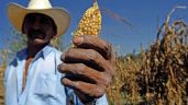 Controversia por el maíz en el T-MEC: La guerra que se avecina...