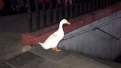 Pato intenta entrar al Metro tras escapar del lago de Chapultepec