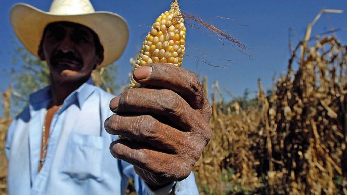 Controversia por el maíz en el T-MEC: La guerra que se avecina...