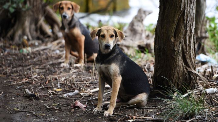 Tribunal reconoce familia multiespecie: perros y gatos son parte de la familia y no propiedad