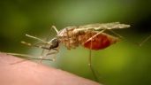 EU emite alerta sanitaria por casos de malaria en Florida y Texas