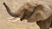 El Centro de Conservación de San Juan de Aragón recibe a la elefanta africana “Gipsy”