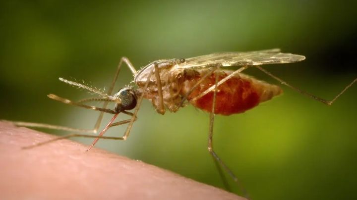 EU emite alerta sanitaria por casos de malaria en Florida y Texas