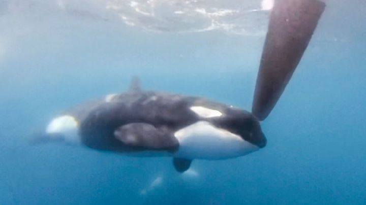 Ataques de orcas a embarcaciones "es un nuevo y arriesgado juego”, dice Renaud de Stephanis
