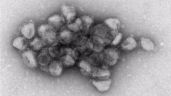 Investigadores descubren un polímero natural con efecto antiviral contra el SARS-CoV-2