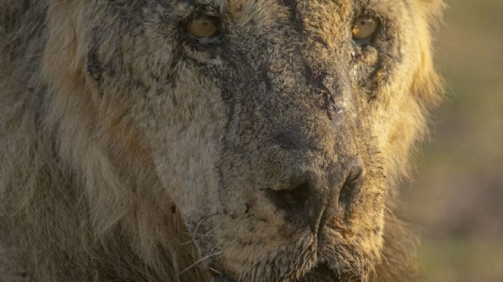 Asesinato de leones destaca el conflicto entre humanos y vida silvestre en África