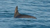 Contra todo pronóstico, las pocas vaquitas marinas restantes se aferran a la supervivencia