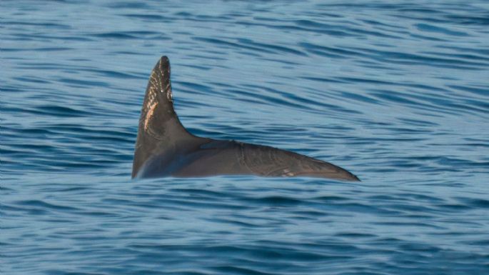 Contra todo pronóstico, las pocas vaquitas marinas restantes se aferran a la supervivencia